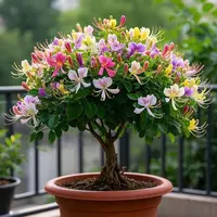 金银花树苗盆栽可食用绿植浓香花卉室内外庭院好养活驱蚊