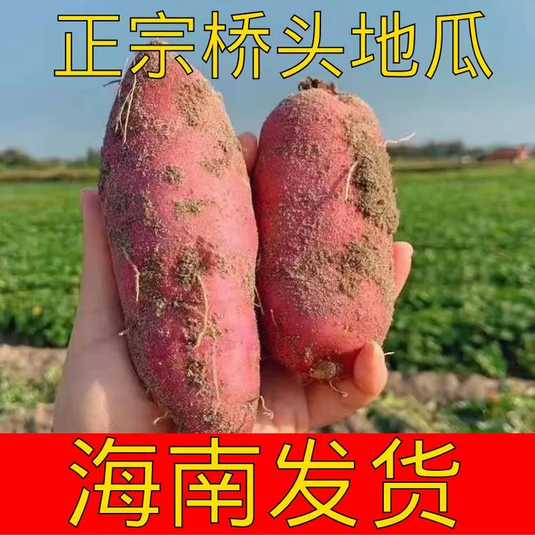 海南澄迈桥头地瓜新鲜现挖蔬菜板栗红薯粉糯香甜小香薯2/5斤/9斤