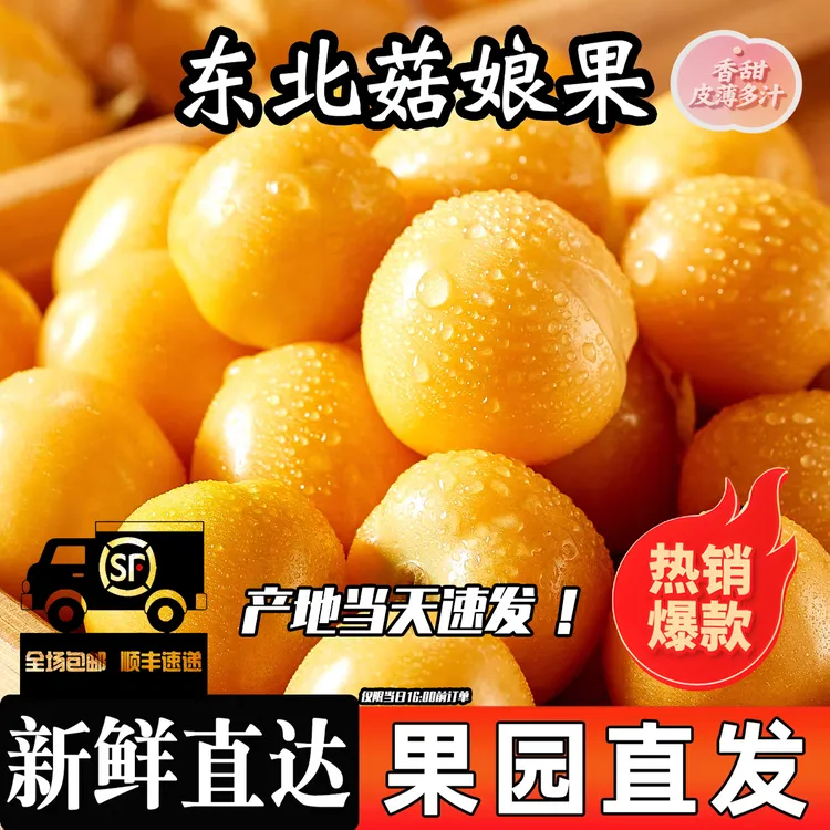 正宗大号东北黄菇娘果灯笼果新鲜现摘现发特超甜皮薄水果顺丰包邮
