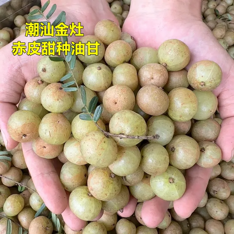 【揭阳兄专属】潮汕赤皮油甘果新鲜采摘牛甘果滇橄榄解腻酸回甘孕妇水果