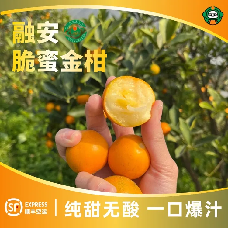 脆蜜金柑【顺丰空运】广西新鲜应季爆汁纯甜特大金桔第三代脆蜜金桔