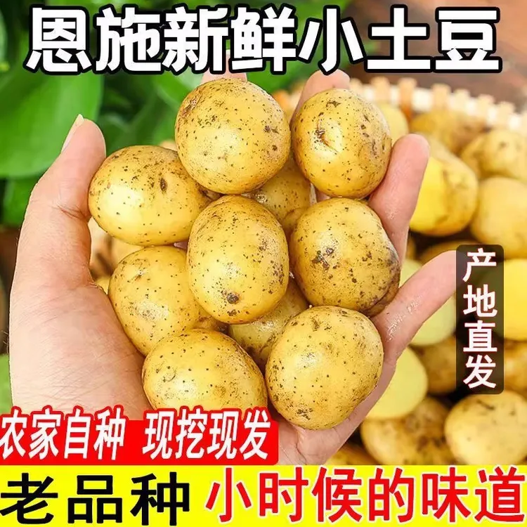 湖北恩施小土豆新鲜土豆恩施马尔科小土豆自种黄心洋芋粉糯好吃