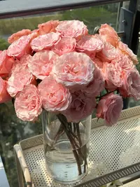 和弦多头玫瑰 (实物以直播间为准)花艺生活摆放