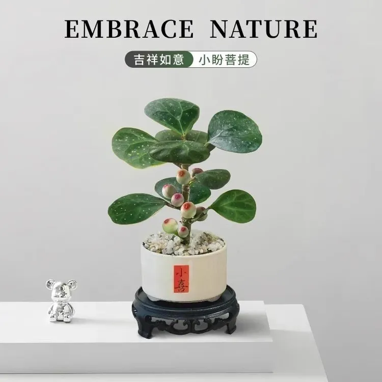 小盼菩提树盆栽带果好养办公室内绿植物创意桌面摆件情绪稳定花卉