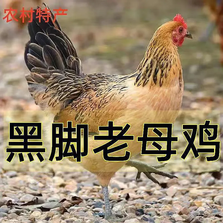 山地散养农家黑凤（黑脚）老母鸡土鸡2.5斤*2只