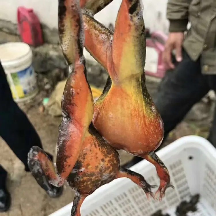 冷水河鲜，母的，送公的，送大酱