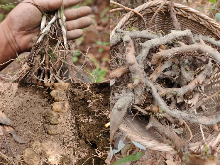 云南野生骨碎补仙茅黄精