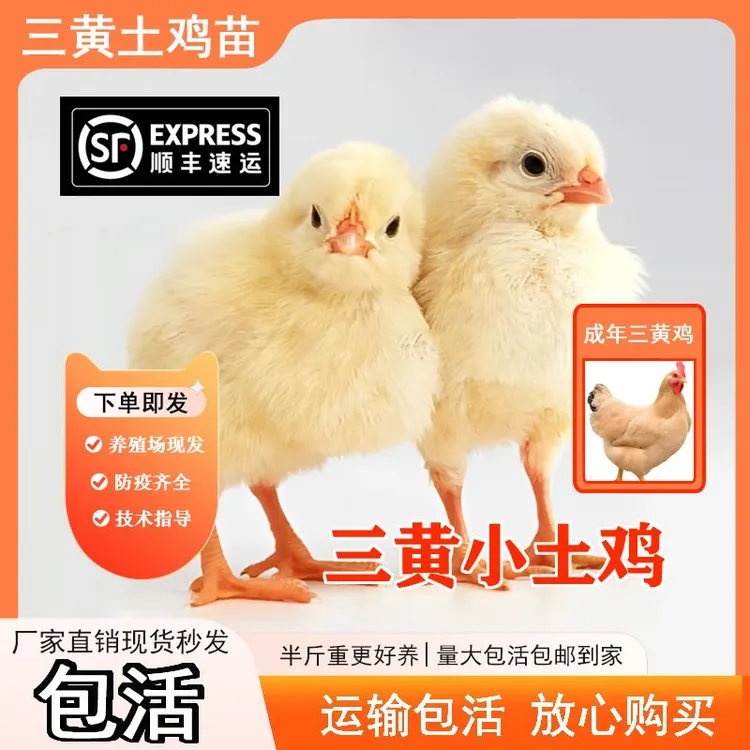 浦东鸡【10只装】正宗脱温半大三黄鸡农家散养土鸡苗半斤鸡【宠物鸡】