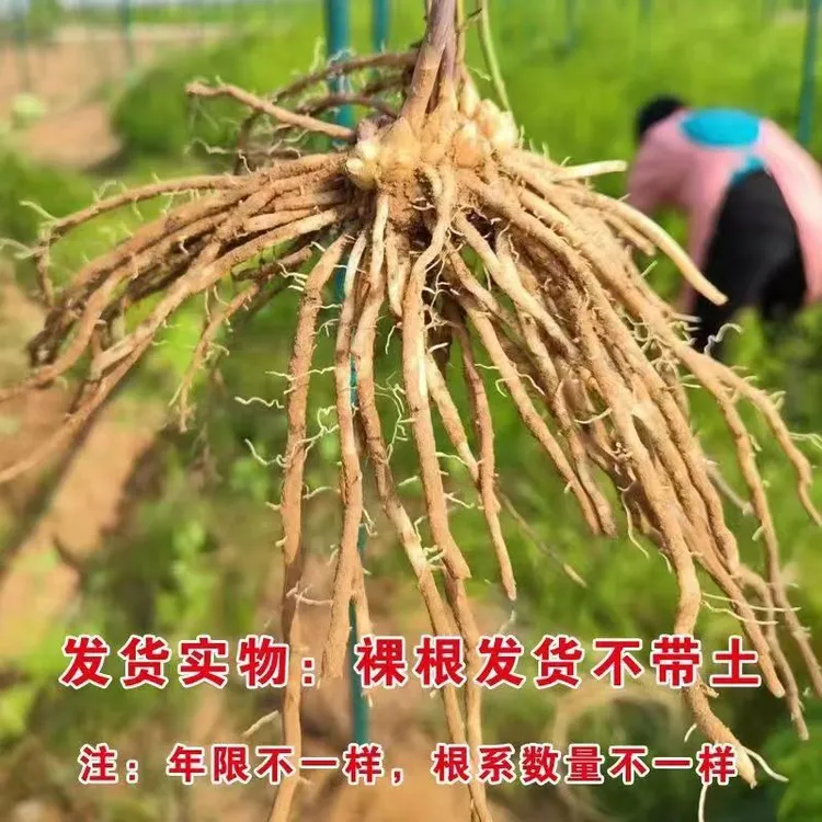 优质芦笋苗根苗种苗多年生长四季种植家庭蔬菜苗南北方均可种植