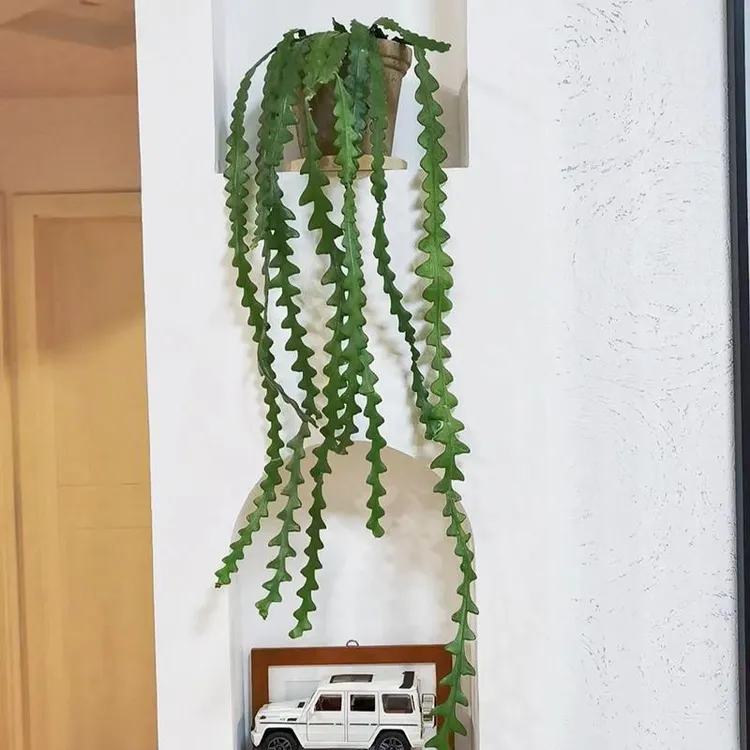 鱼骨令箭韩国小众另类稀奇植物锯齿昙花长藤垂吊盆栽花卉绿植好养