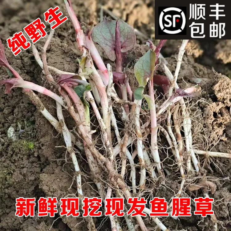 新鲜鱼腥草折耳根四川野生现挖嫩根凉拌野菜带土带泥