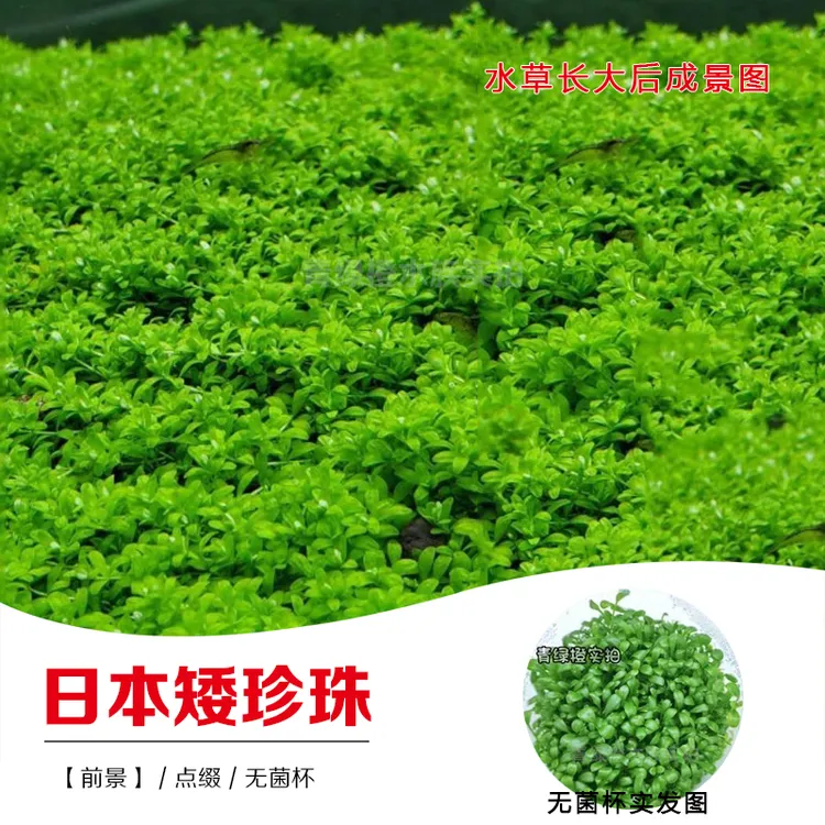 无菌杯鱼缸草缸造景真水草日本矮珍珠