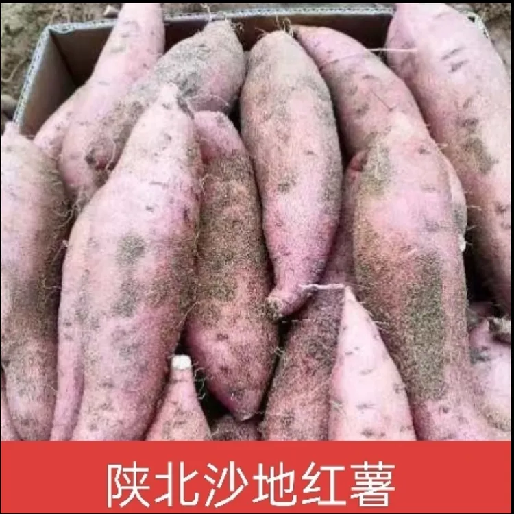 精选陕北老品种沙地红薯产地直发香蕉蜜薯软糯香甜