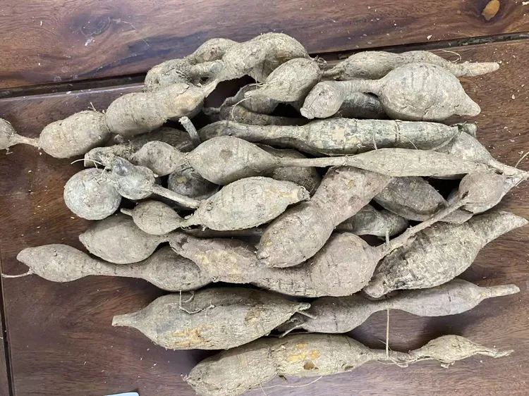 新鲜现挖石头山小叶黑皮牛大力薯整条农产品