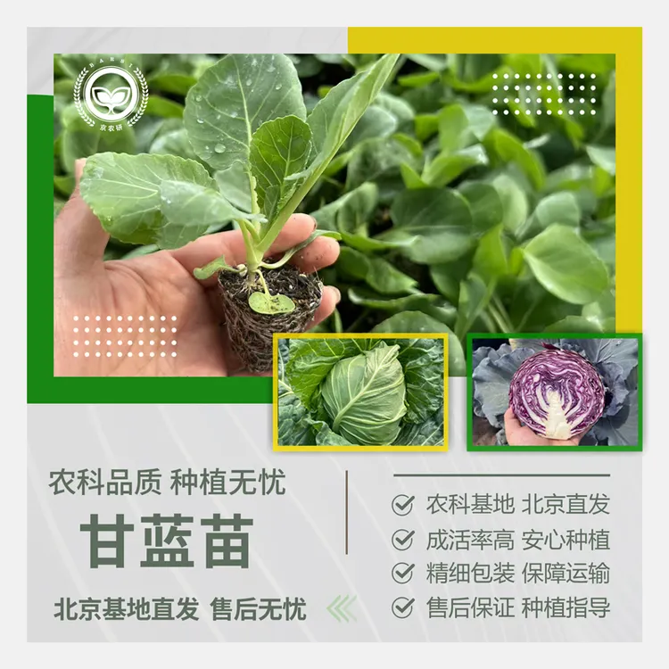 农科院甘蓝苗水果鲜食牛心甘蓝春秋绿甘蓝菜园庭院蔬菜苗羽衣甘蓝