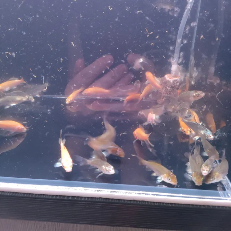 猫和红鱼蝴蝶鲤寸片
