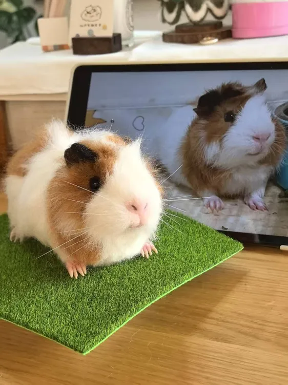 【荷兰猪定制】羊毛毡定制荷兰猪仓鼠兔兔定制宠物羊毛毡定制