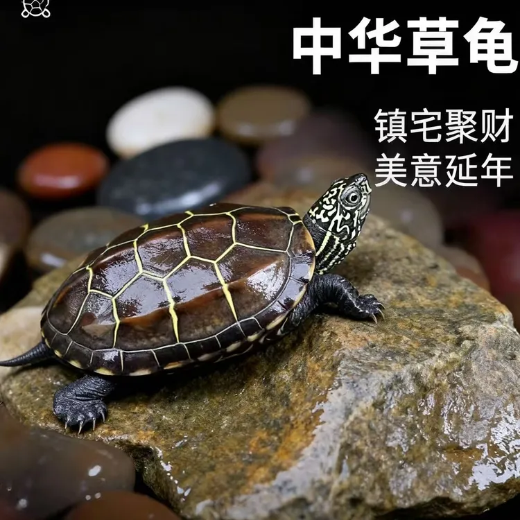 3-5厘米中华草龟适合家养宠物好养耐活天使眼草龟可放生