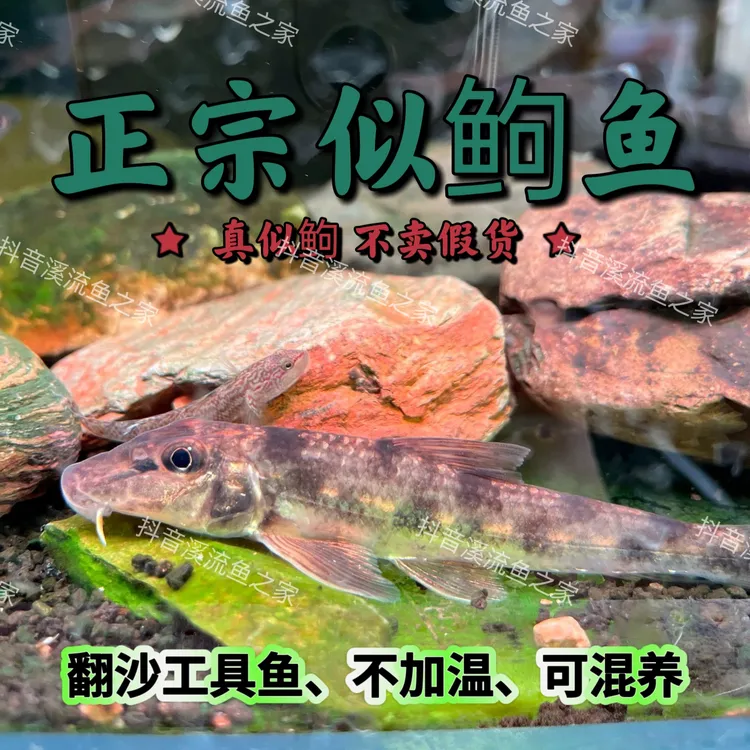 正宗似鮈鱼翻砂鱼缸推土机清道夫除藻冷水观赏鱼棒花清洁工具鱼