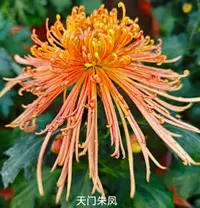 【天门朱凤】大花富贵菊九月菊花苗盆栽适合室内外花开好看