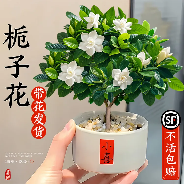 独杆棒棒糖栀子花盆栽四季室内开花桌面茶几好养花卉绿植造型盆景