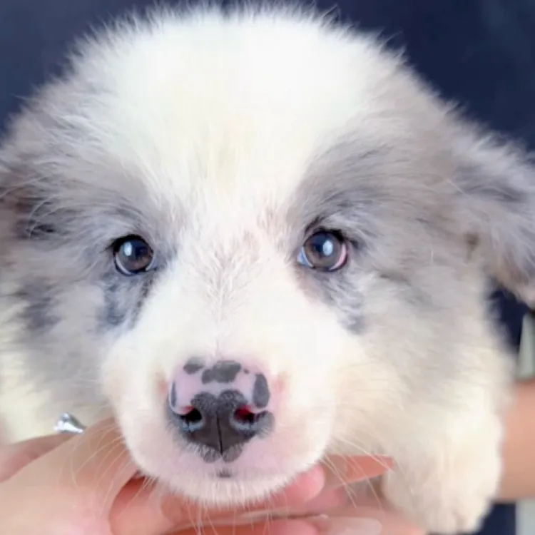 蓝陨石边牧优质宠物犬