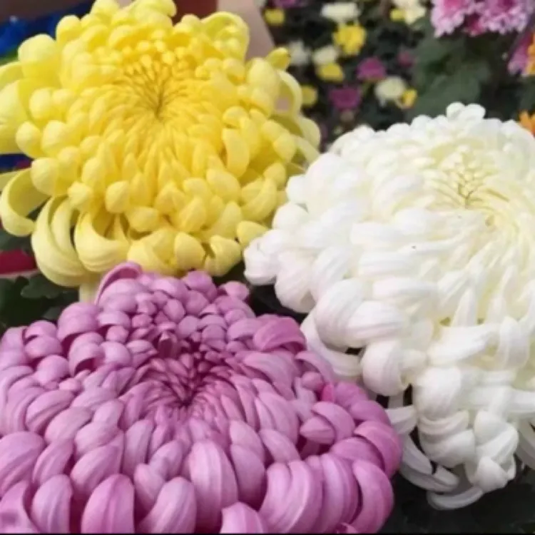 龙爪菊盆栽菊四季开花苗龙爪花型阳台庭院绿植好养耐高低温植物