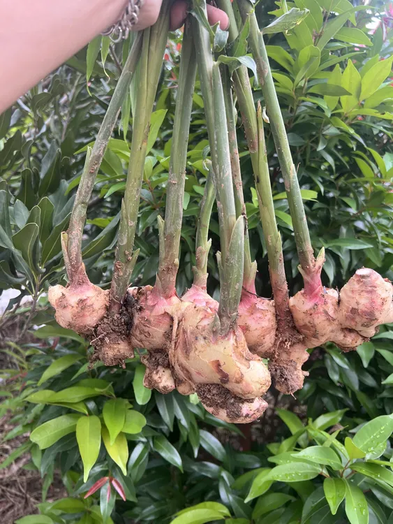 广东信宜高山大肉姜嫩姜