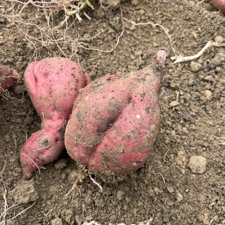 湖北恩施农家种植红薯李书记助农