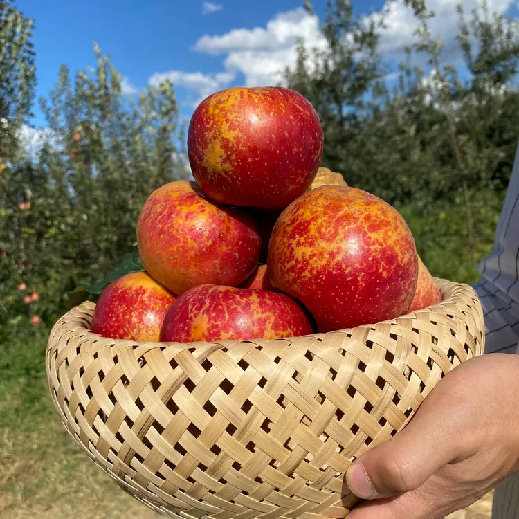 云南昭通高原冰糖心丑苹果新鲜采摘现摘现发脆甜多汁