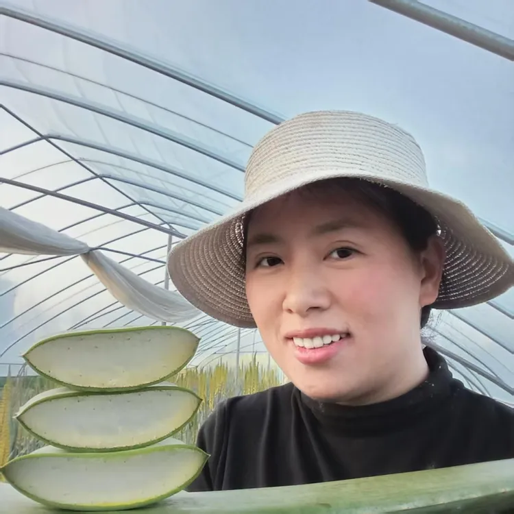 可食用芦荟 库拉索芦荟叶片 饭店 直播间吃播推荐