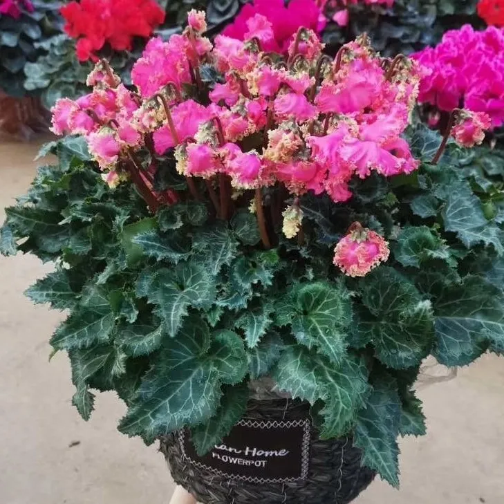 F1代仙客来爆米花（青山盆）