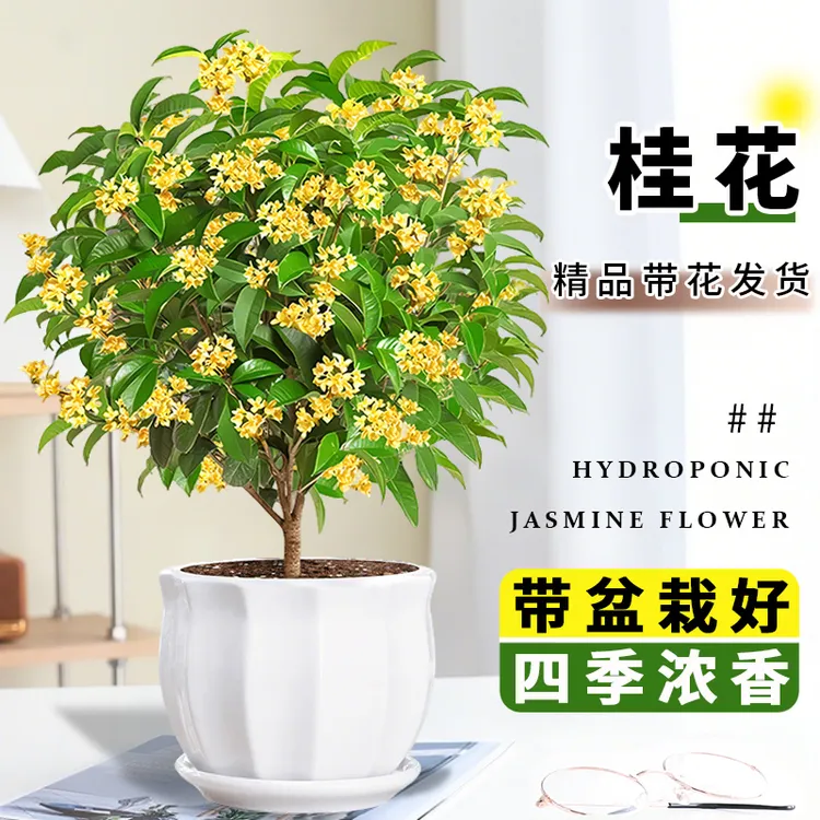 桂花树苗盆栽四季桂开花不断可食用室内阳台庭院浓香型花卉植物