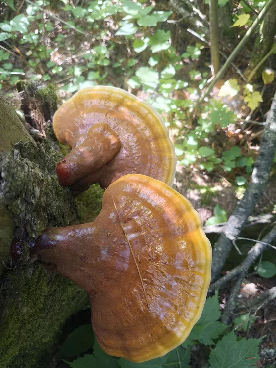 长白山野生灵芝干货