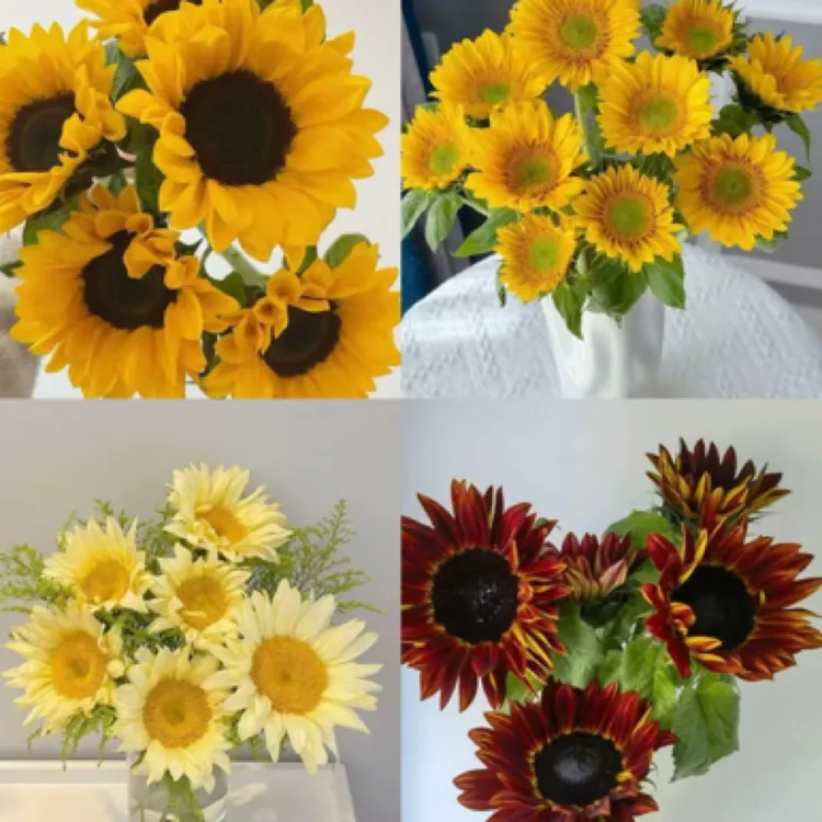 【3支大向日葵】可发西藏南疆北疆北方/长花期耐运输花材/太阳花