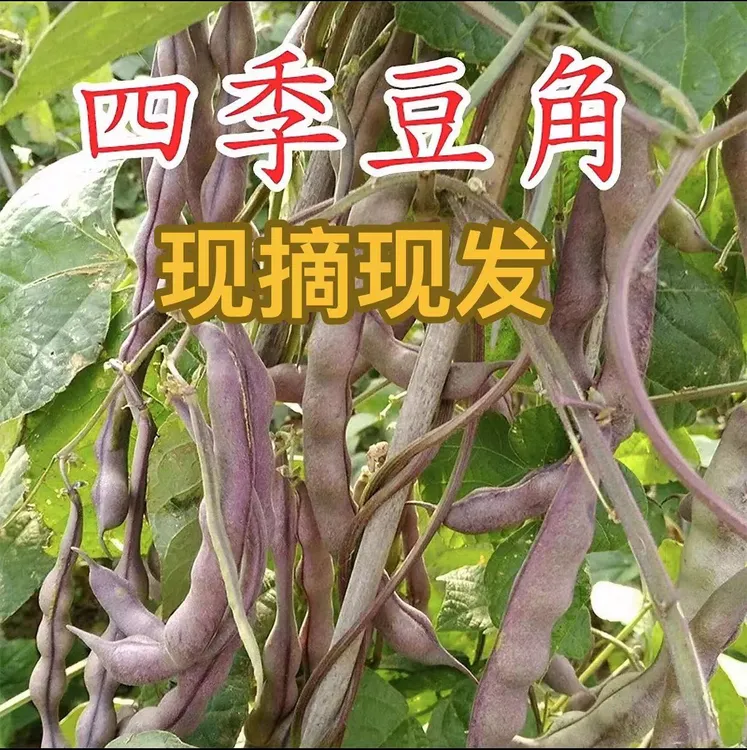 农家新鲜四季豆现摘现发紫皮绿皮四季豆混装