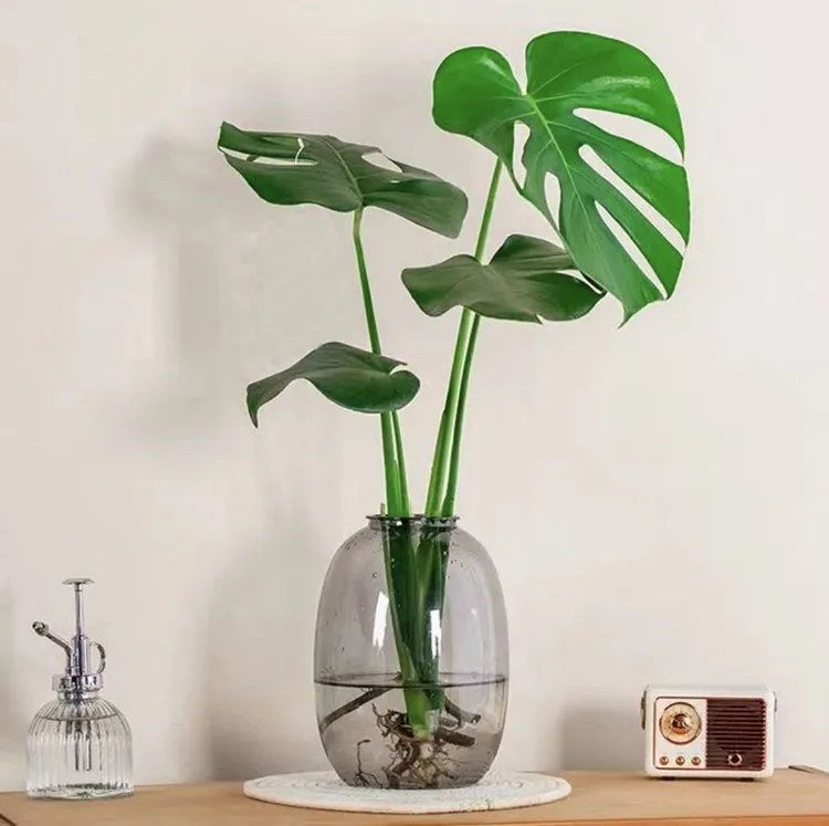 水培植物龟背竹盆栽老桩吸甲醛四季常青室内净化空气大叶绿植花卉
