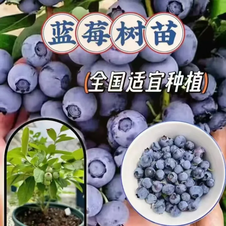 蓝莓果苗带土带叶发货自花授粉耐寒高产大果南北方种植