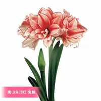 朱顶红种球【鬼魅】自然球1粒，不带侧芽