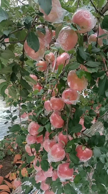 山西运城临猗纸加膜红富士苹果，色泽红润，脆甜多汁，九分甜，一分酸