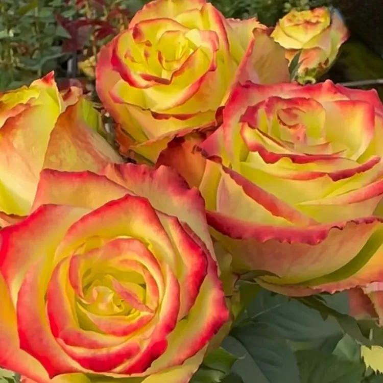 青苹果   缤纷自育超新品1加仑扦插月季