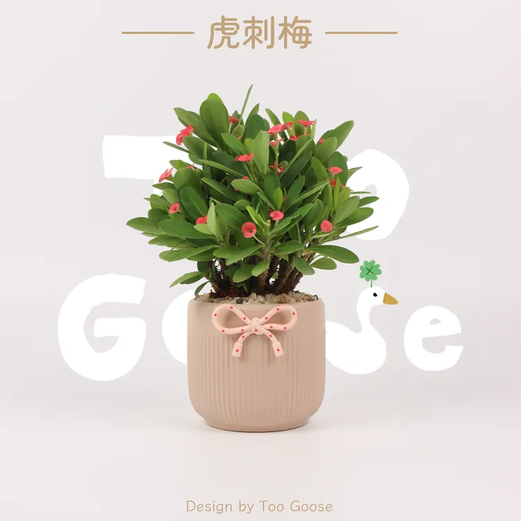 【呆鹅家-虎刺梅】四季开花绿植室内外阳台办公桌娇小好养盆景