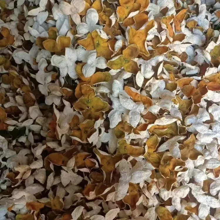 广西陈皮 2025茶枝柑皮500g，果农自产自销