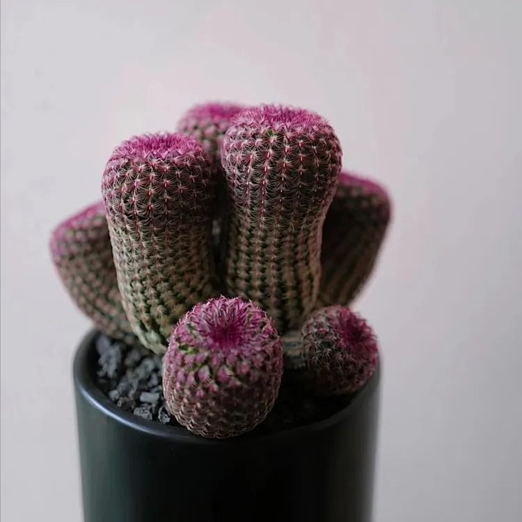 实生红太阳仙人球室内好养活会开花的多肉植物