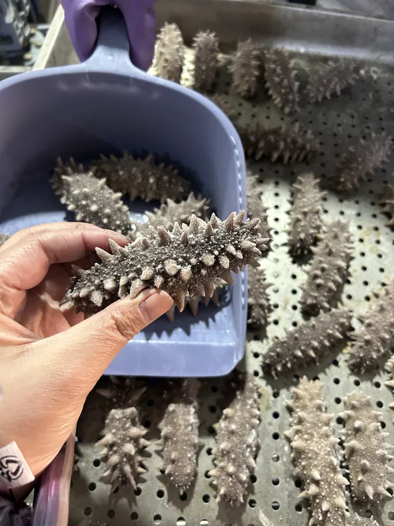 大连鲜食海参8-12头