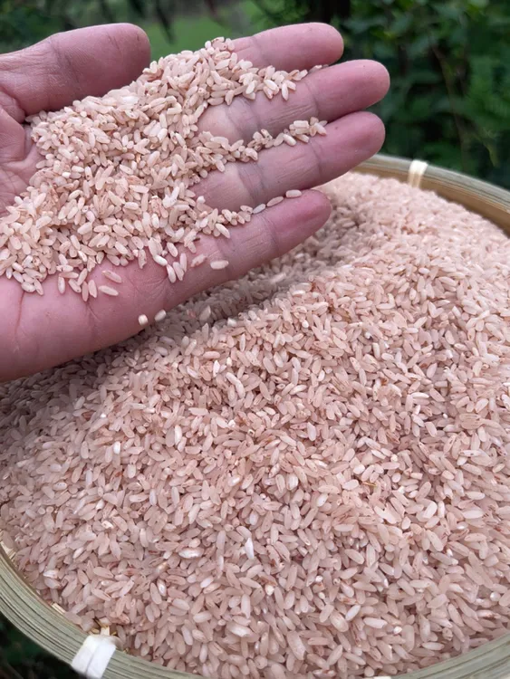 云南怒江兔峨正宗农家红软米