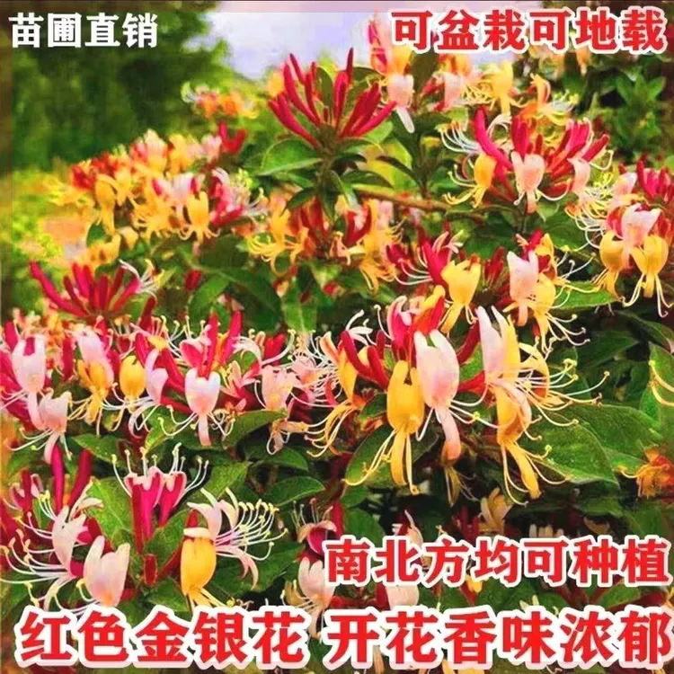 【】多色四季金银花树苗盆栽开花卉植物耐寒耐旱室内外阳台浓