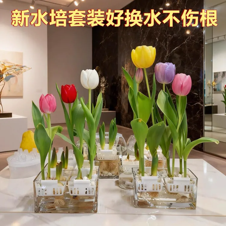 郁金香种球可水培可土培室内阳台庭院盆栽花卉水培 植物