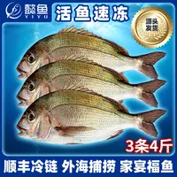 懿鱼真明太鱼鲷鱼新鲜出口捕鱼海鲜日料家宴首选蓝点真鲷金头鲷