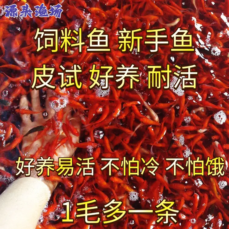 小鱼 金鱼 小金鱼 饲料鱼 草金鱼 冷水鱼